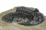 Detailed Hollardops Trilobite - Foum Zguid, Morocco #363118-2